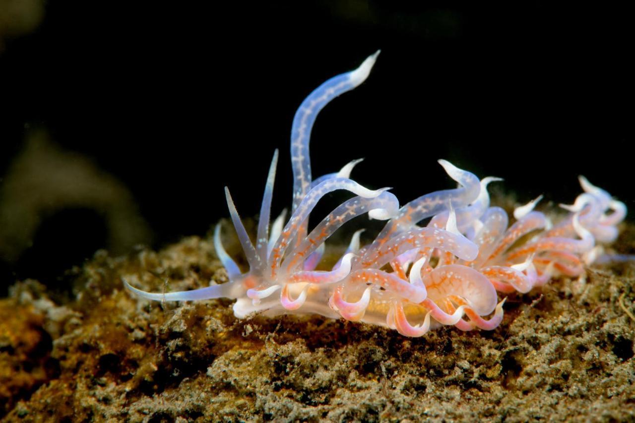 Metita Beach & Dive Resort Daruba Buitenkant foto