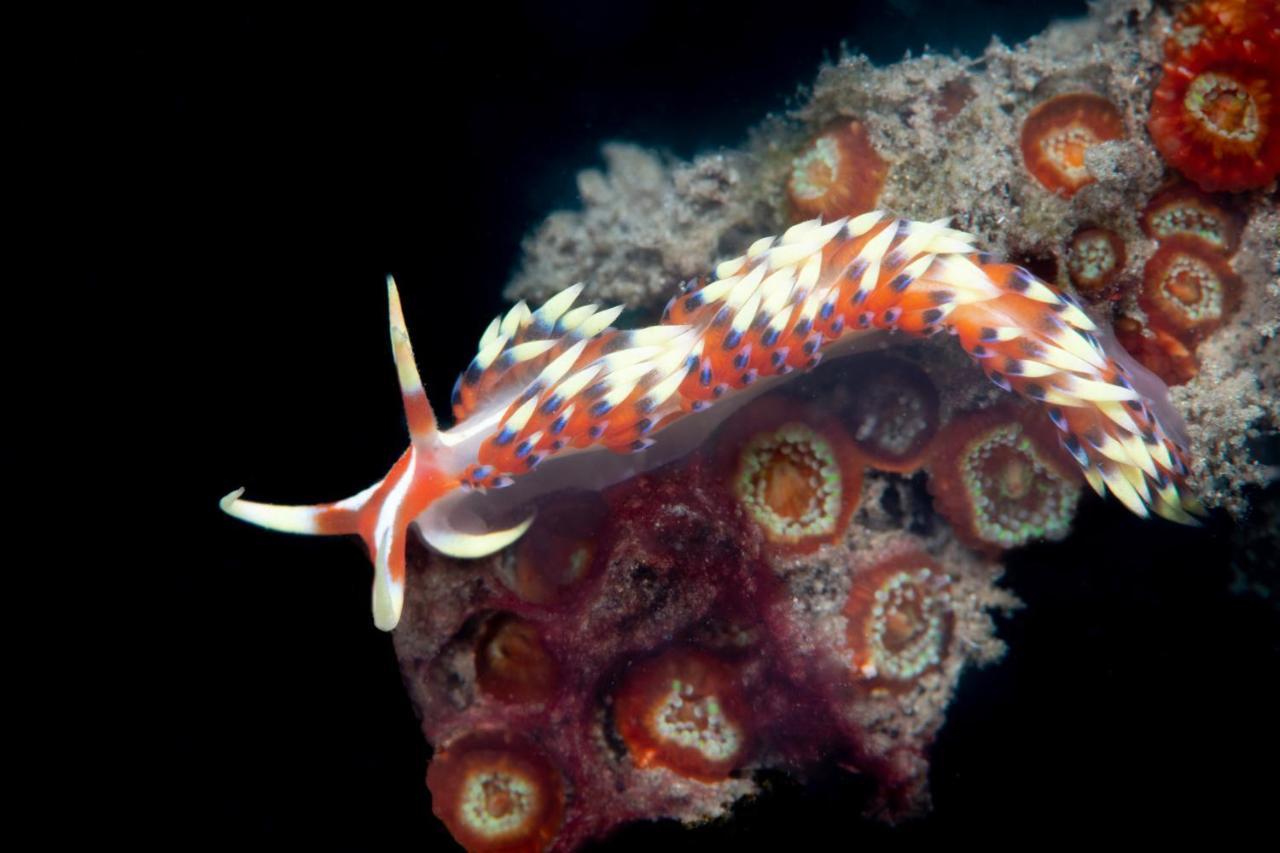 Metita Beach & Dive Resort Daruba Buitenkant foto