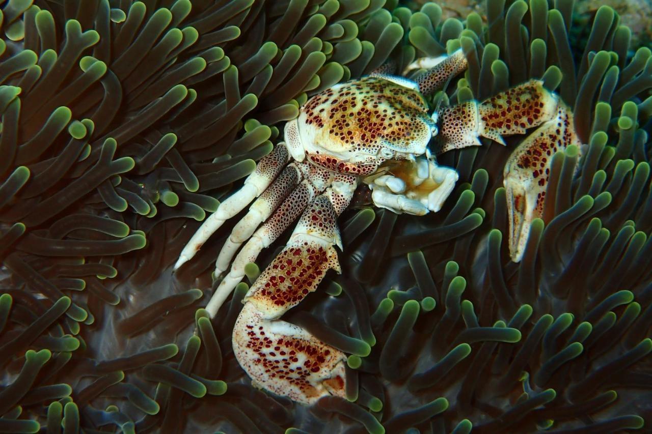 Metita Beach & Dive Resort Daruba Buitenkant foto